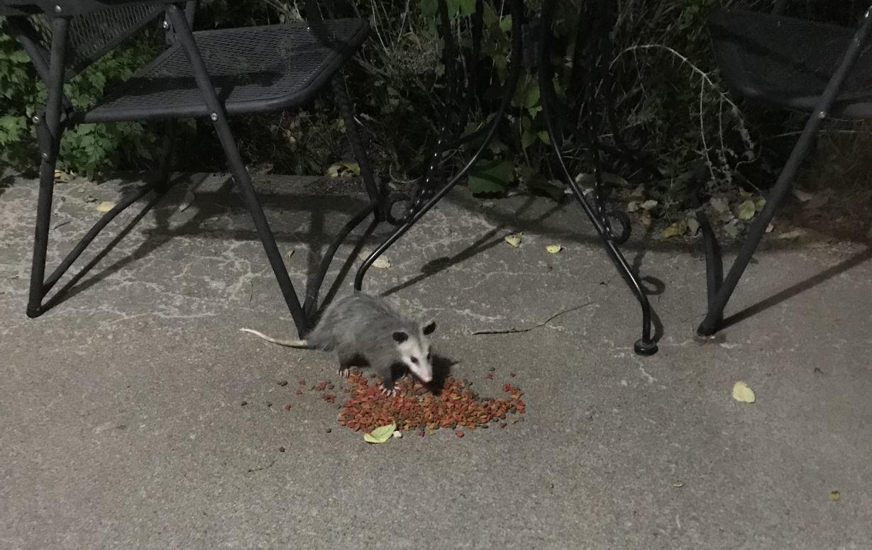 Possum
